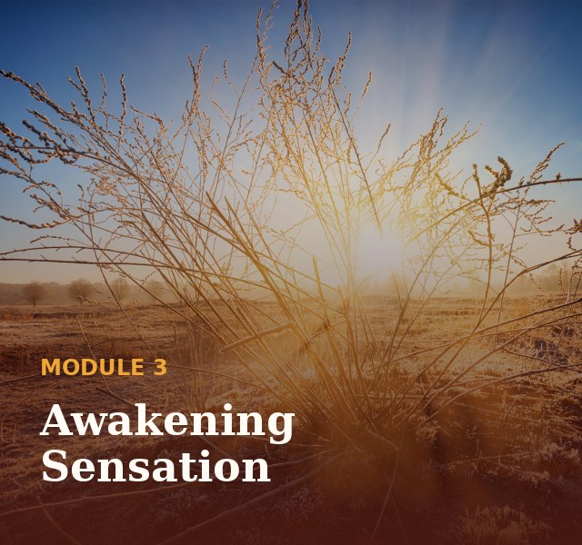 Module 3: Awakening sensation